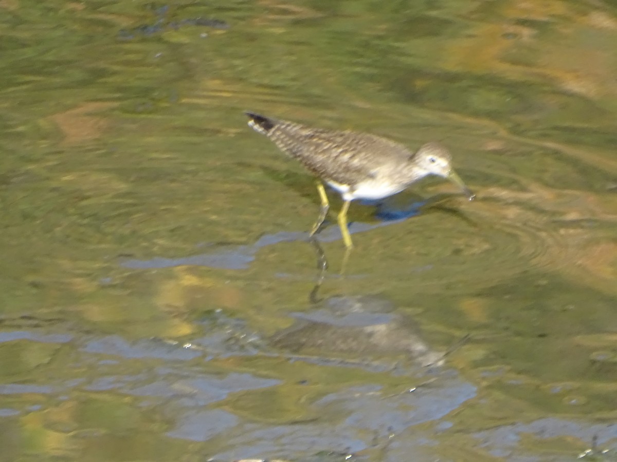 flekksnipe - ML642395409