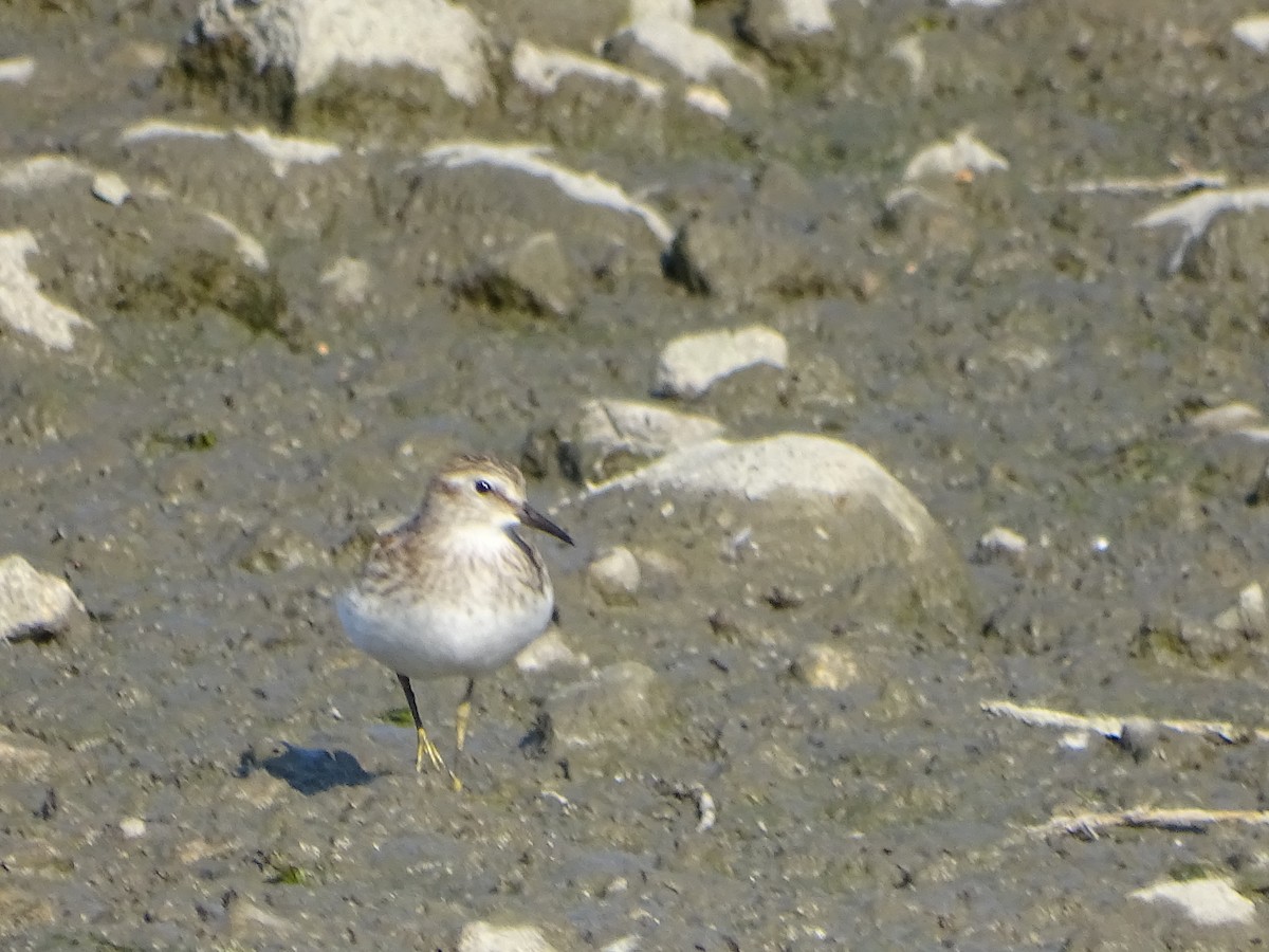 Least Sandpiper - ML642395418