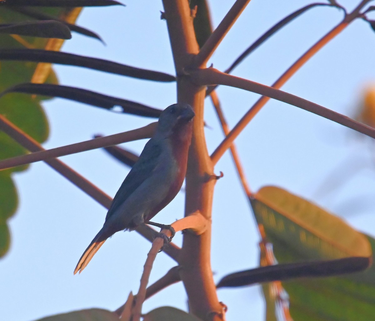 Chestnut-bellied Seedeater - ML642395421