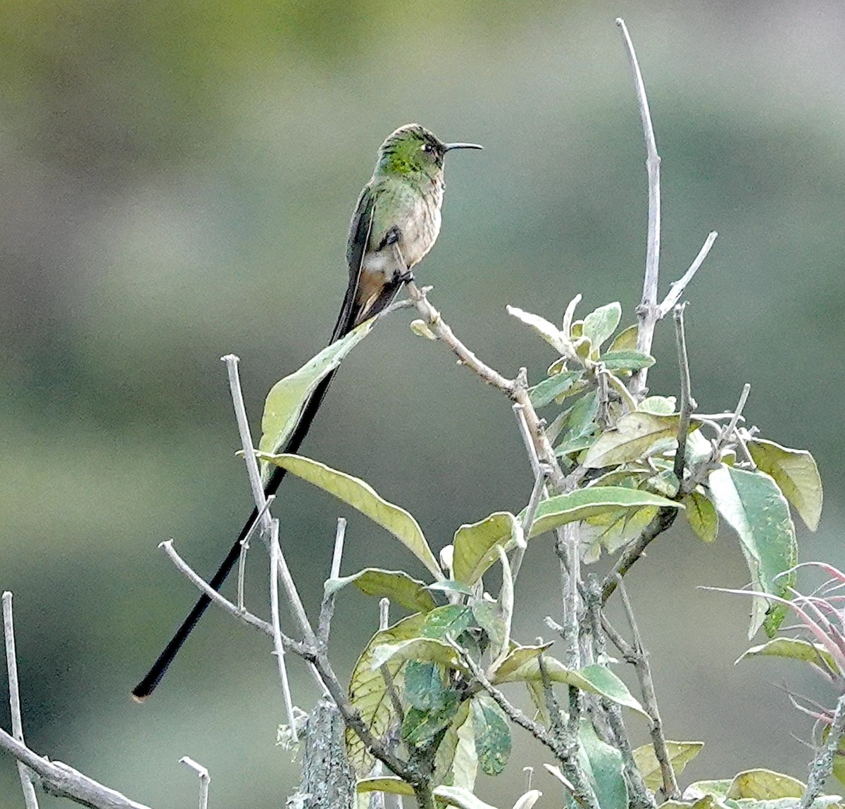 Black-tailed Trainbearer - ML642395429