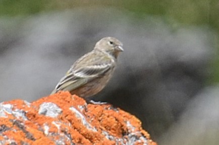 Citril Finch - ML642395436