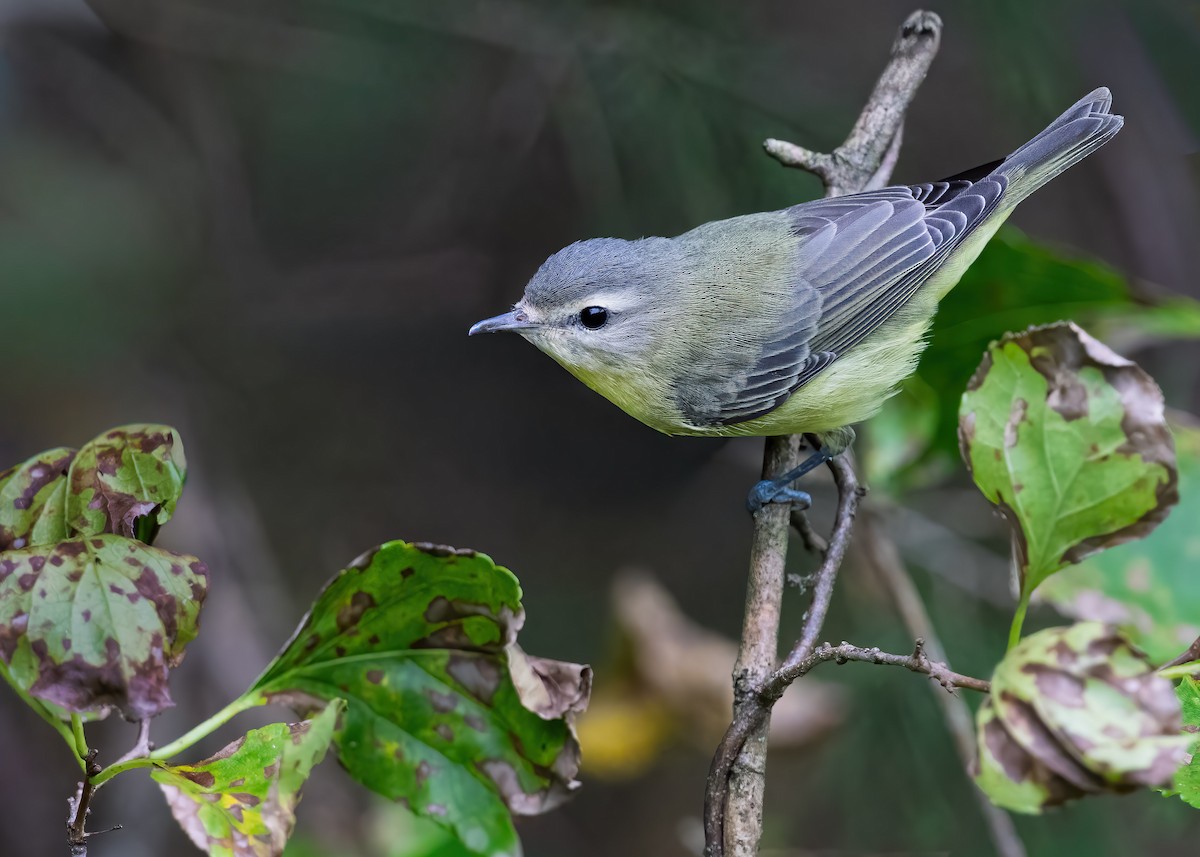 Philadelphia Vireo - ML642395440