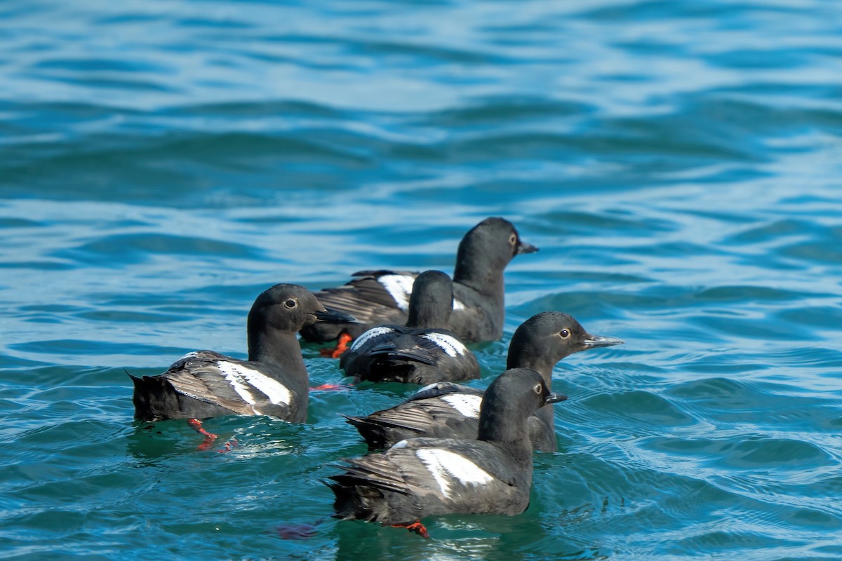 Guillemot colombin - ML642395441