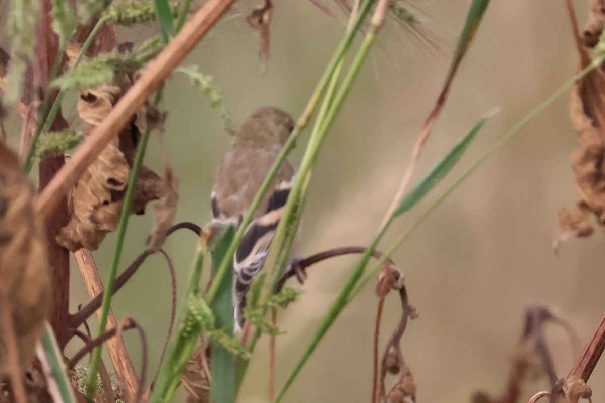 American Goldfinch - ML642395447
