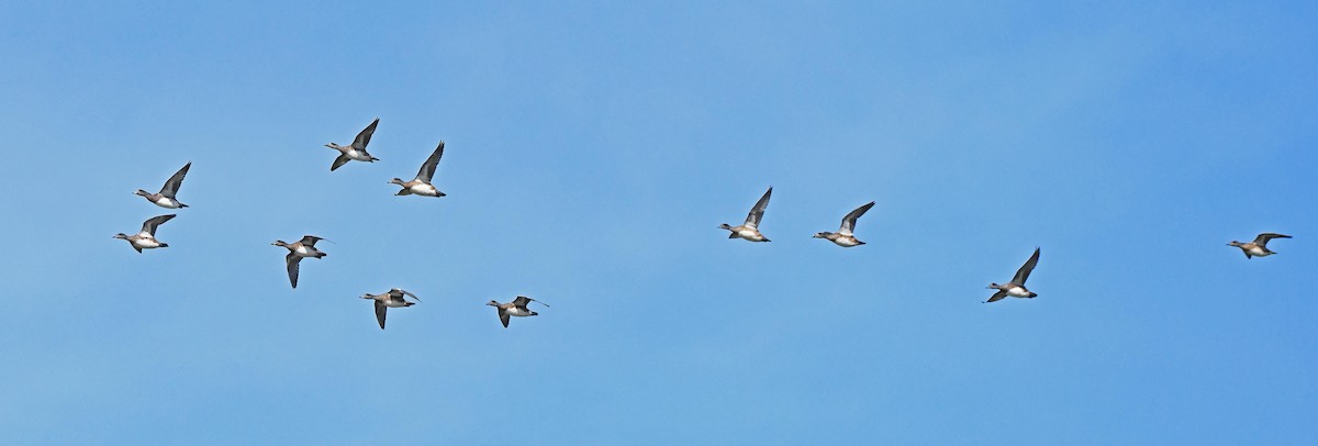 American Wigeon - ML642395449