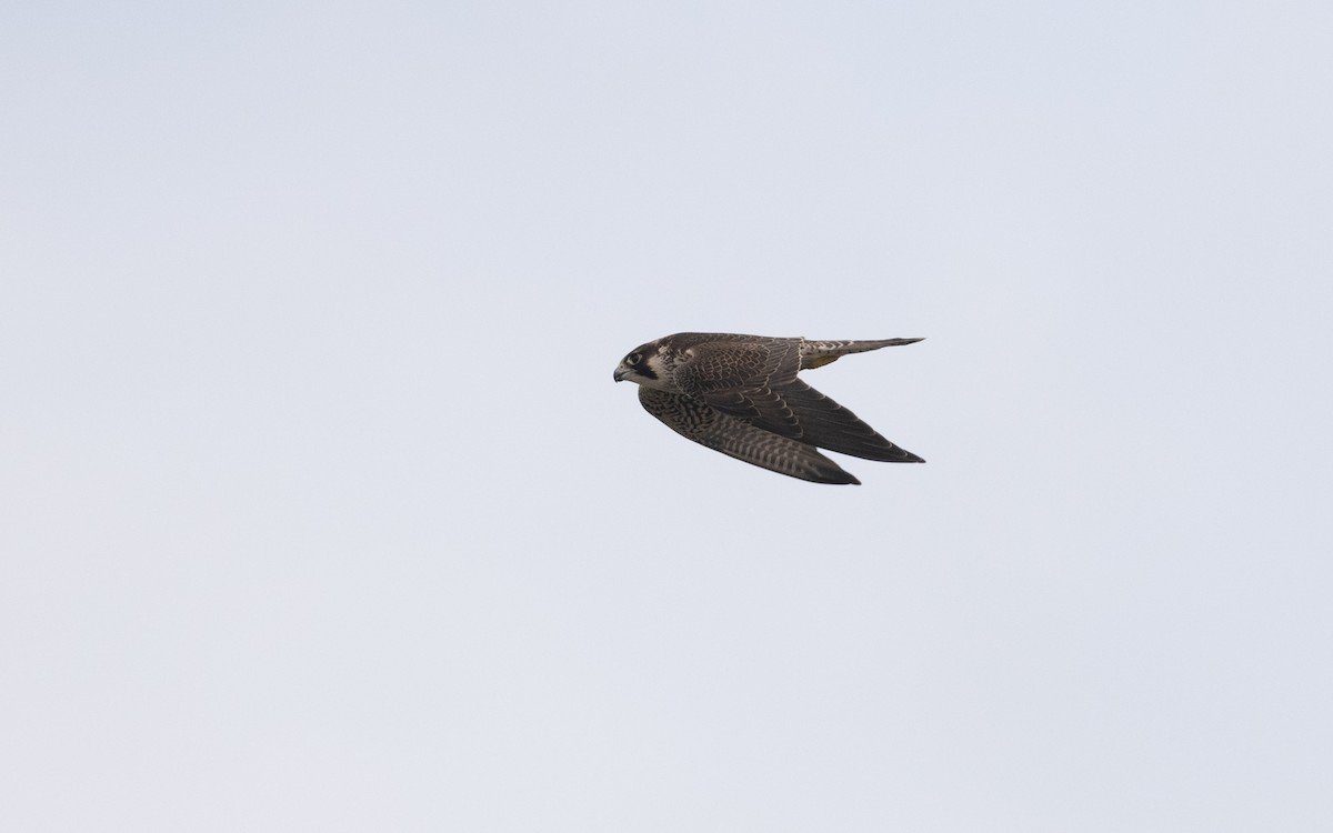 Peregrine Falcon - ML642395455