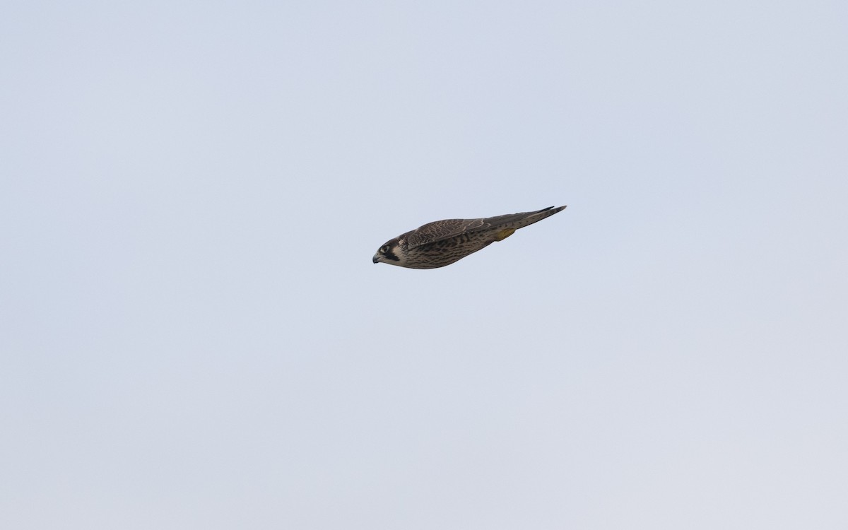Peregrine Falcon - ML642395456
