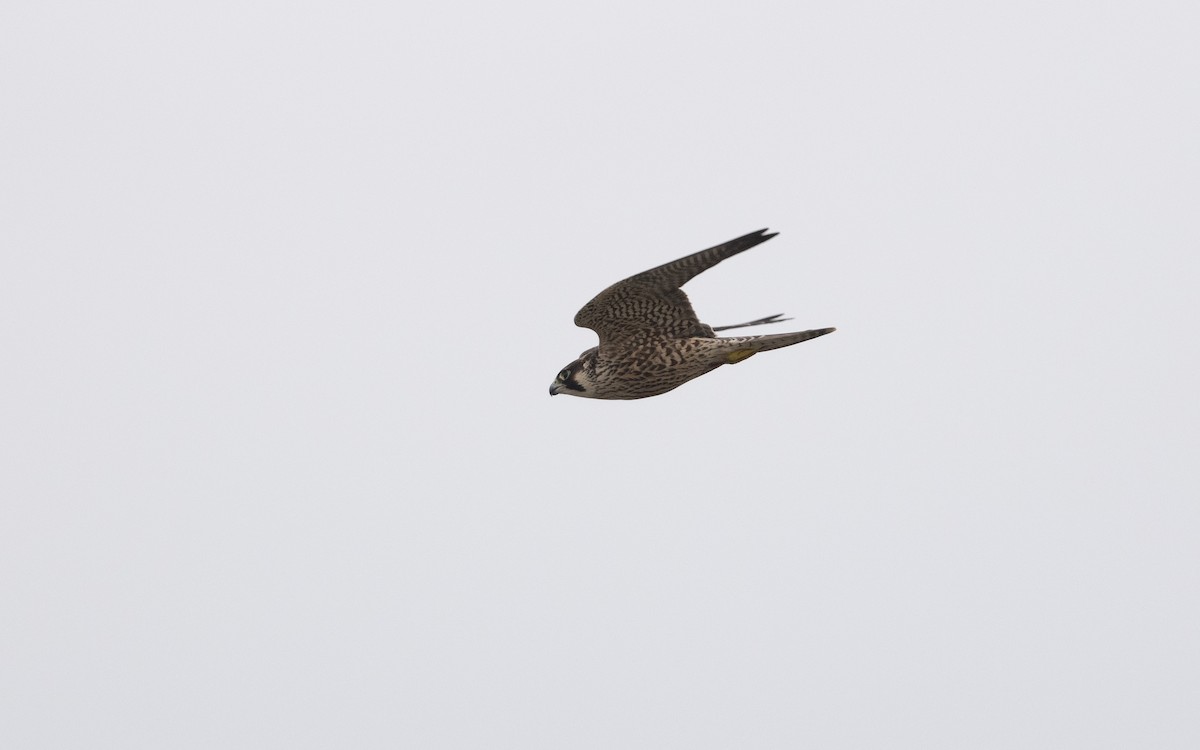 Peregrine Falcon - ML642395457