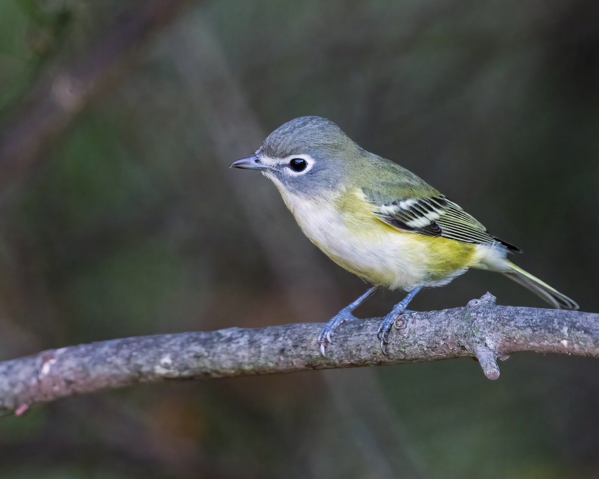 eremittvireo - ML642395471