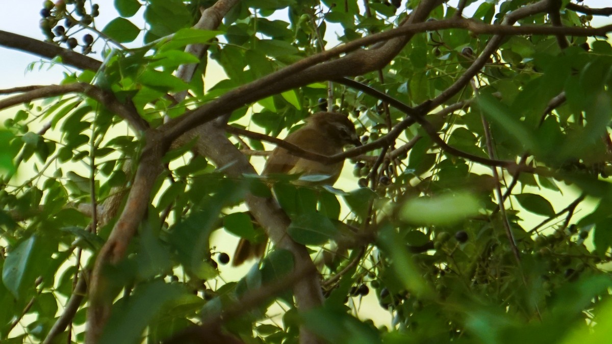 White-browed Bulbul - ML642395477