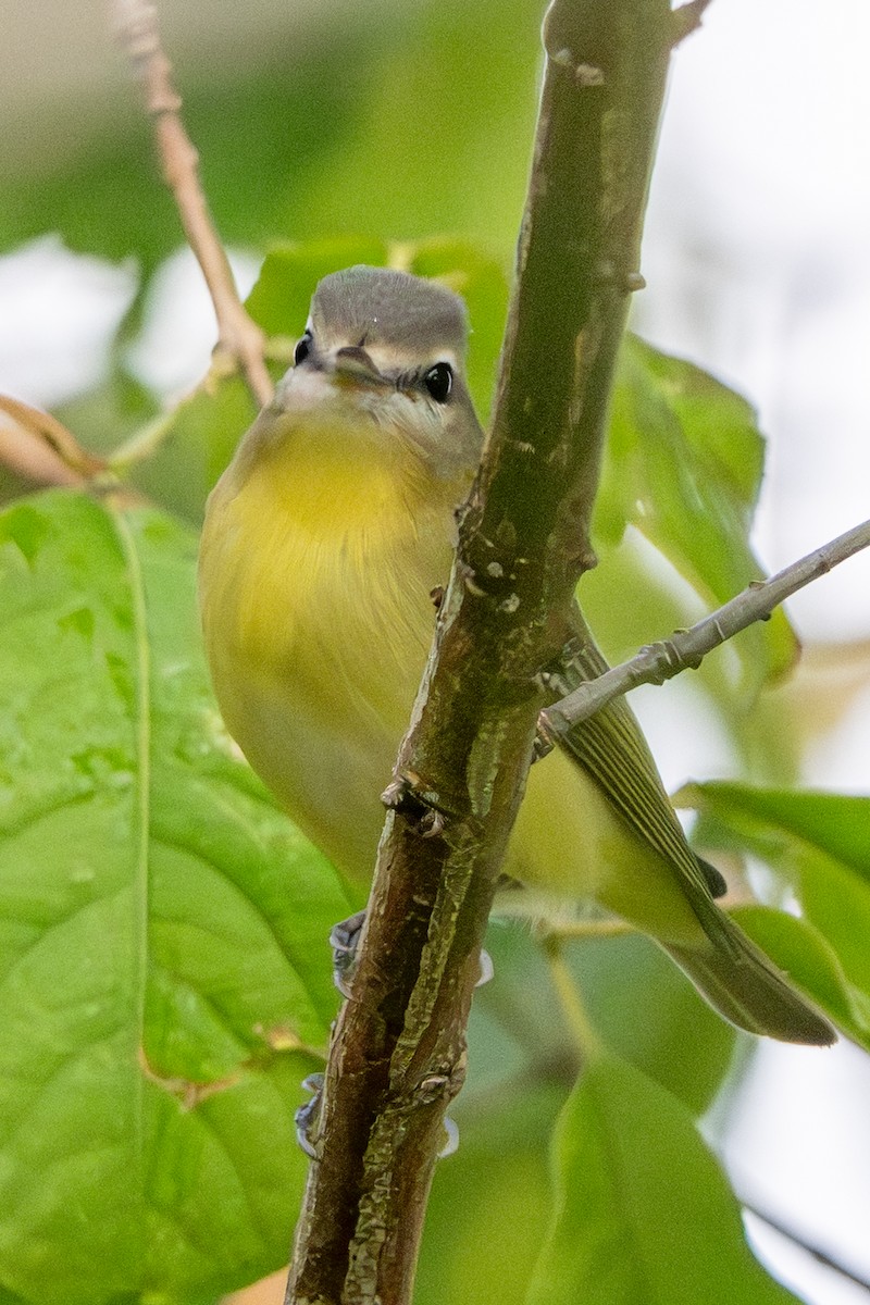 Philadelphia Vireo - ML642395490