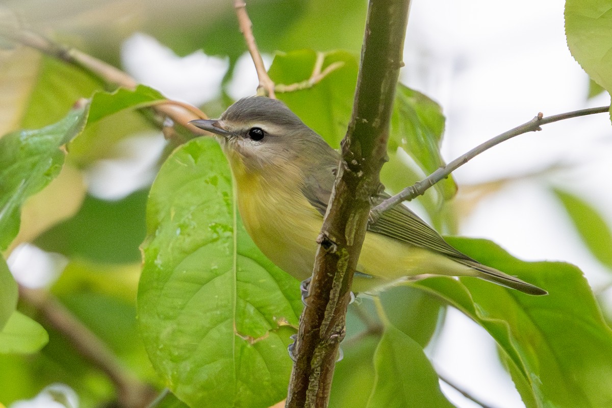 Philadelphia Vireo - ML642395500