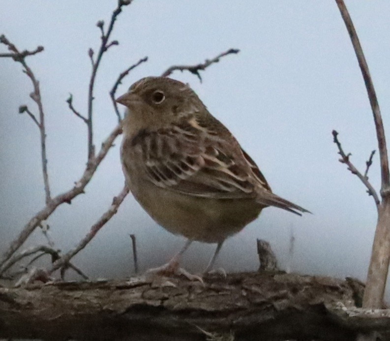 Grasshopper Sparrow - ML642395502