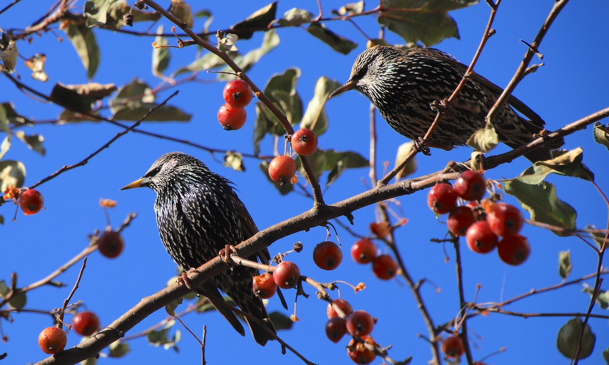 European Starling - ML642395504