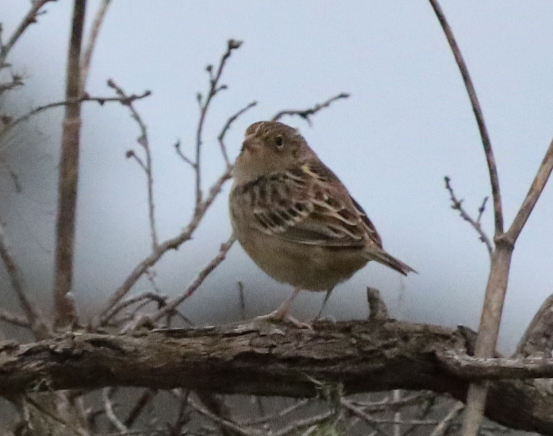 Grasshopper Sparrow - ML642395511