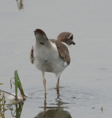 Killdeer - ML642395525