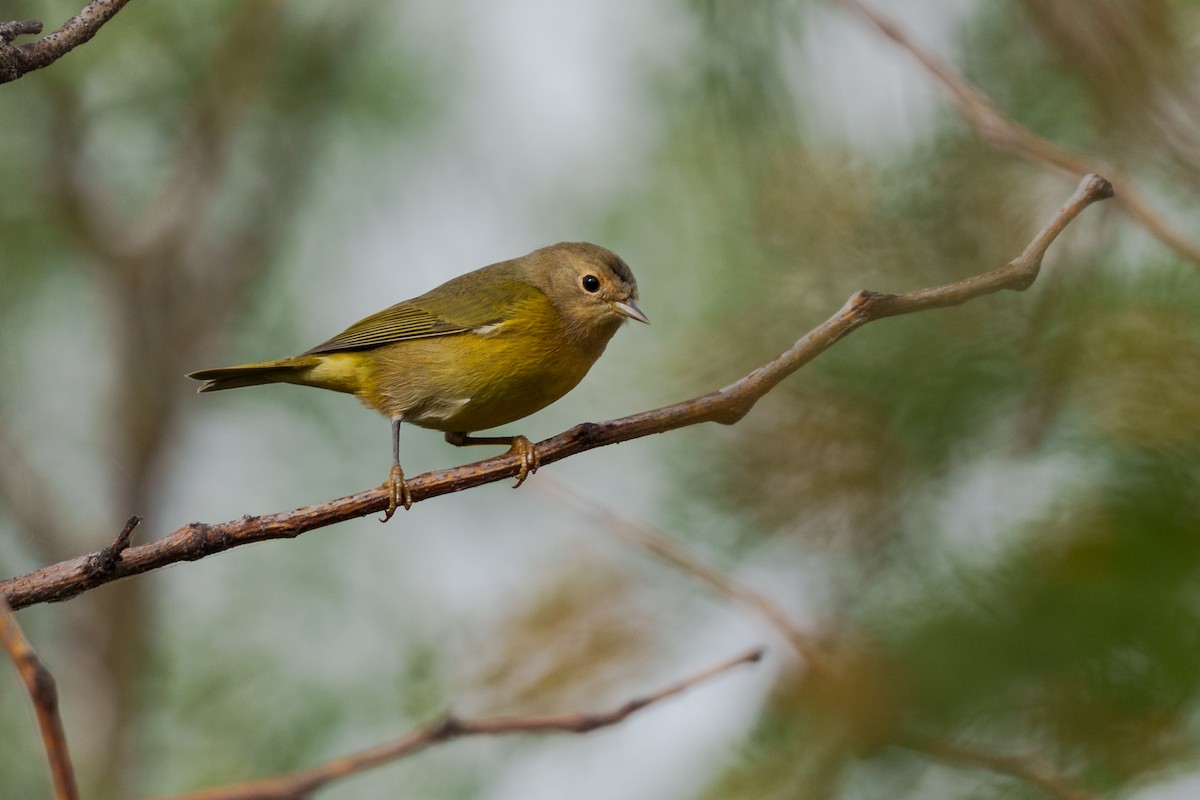 Nashville Warbler - ML642395546