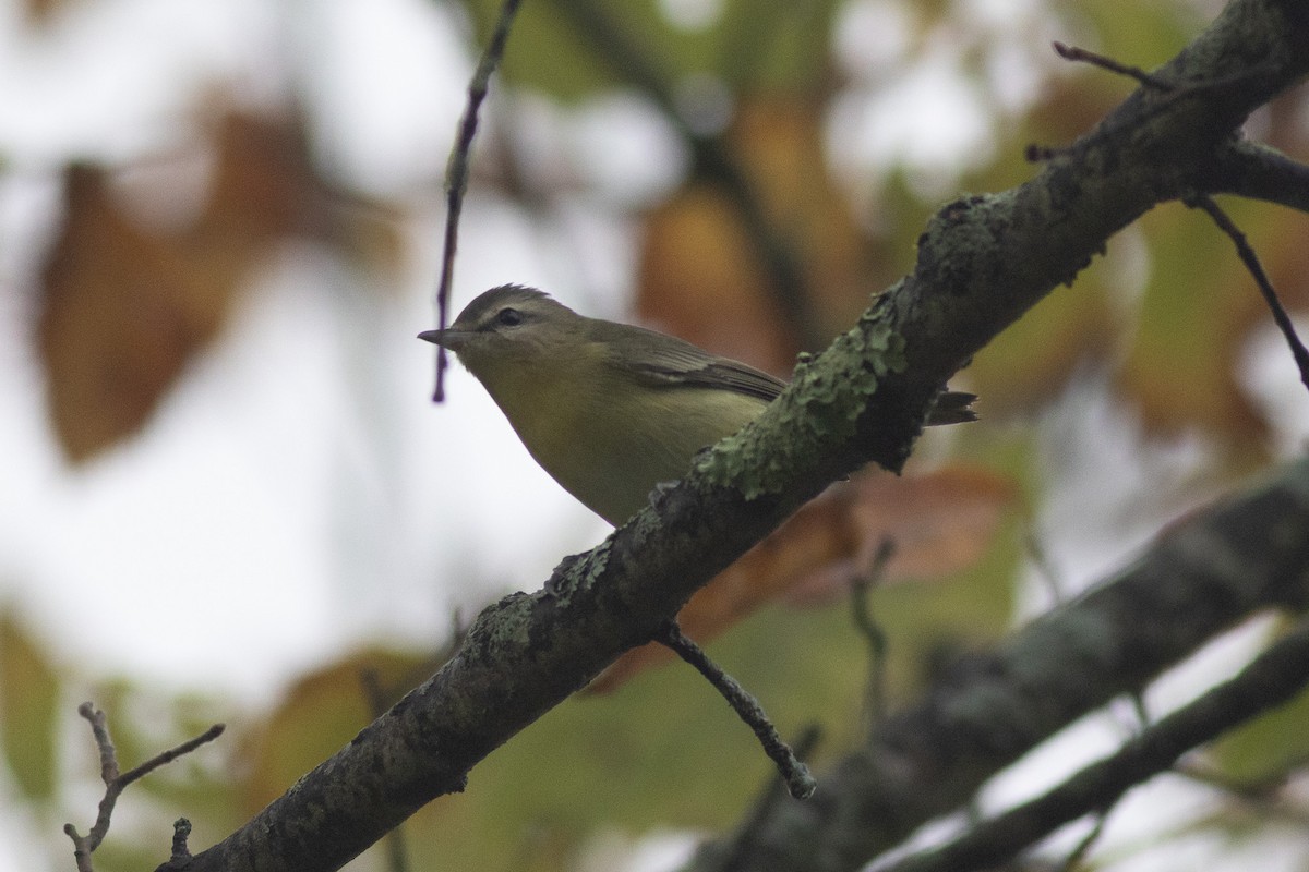 Philadelphia Vireo - ML642395550