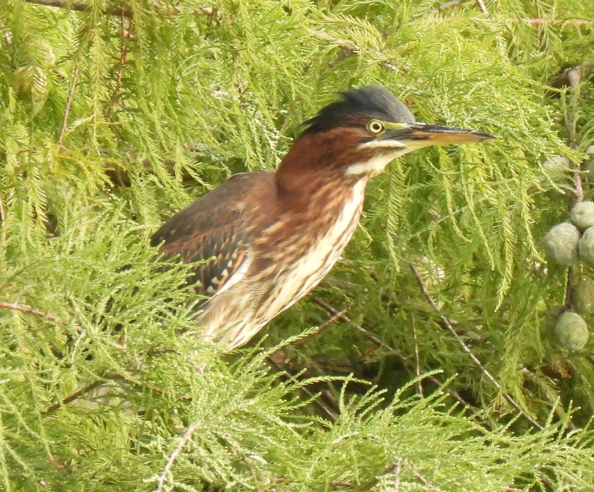 grønnrygghegre - ML642395569