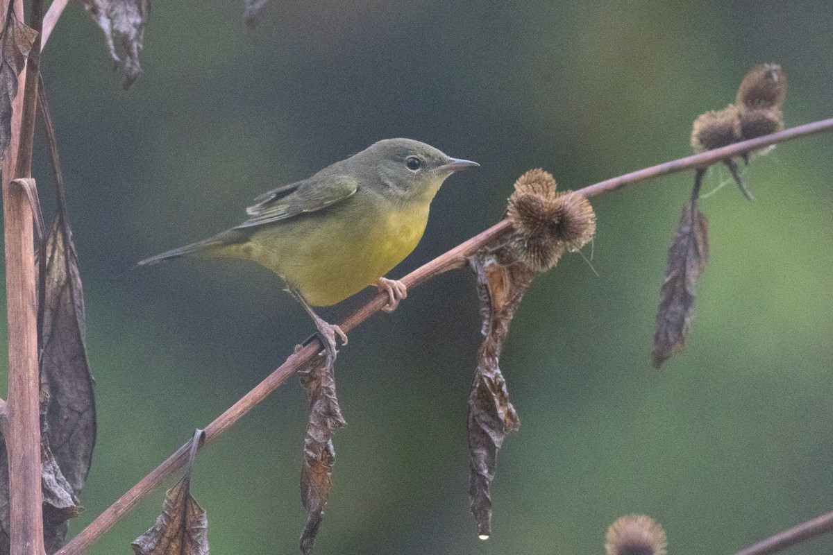 svartbrystparula - ML642395570