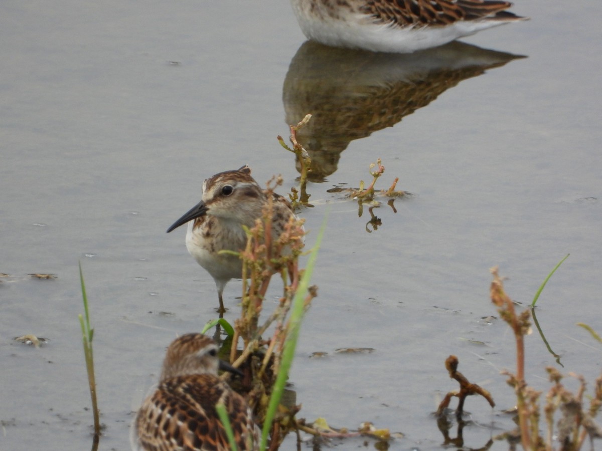 Least Sandpiper - ML642395575