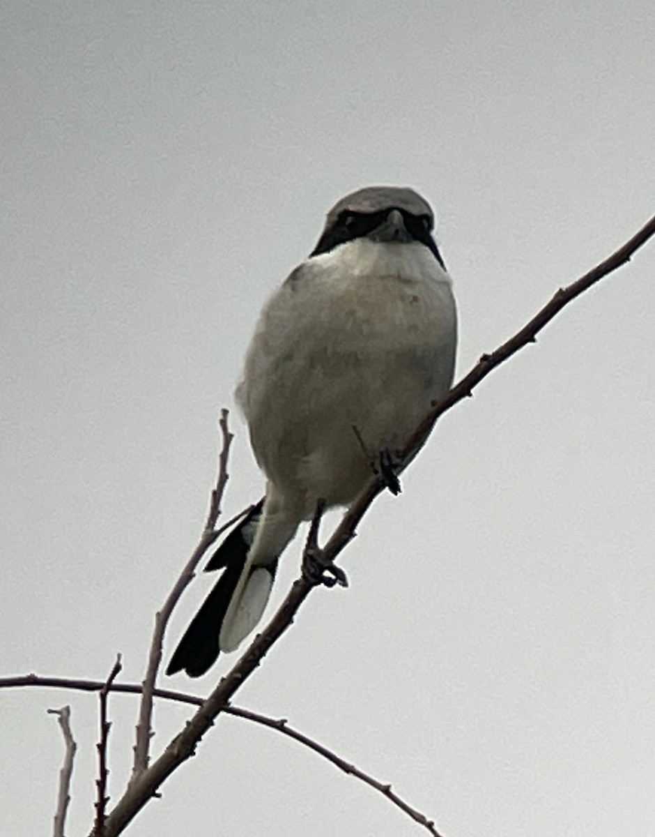 Loggerhead Shrike - ML642395582