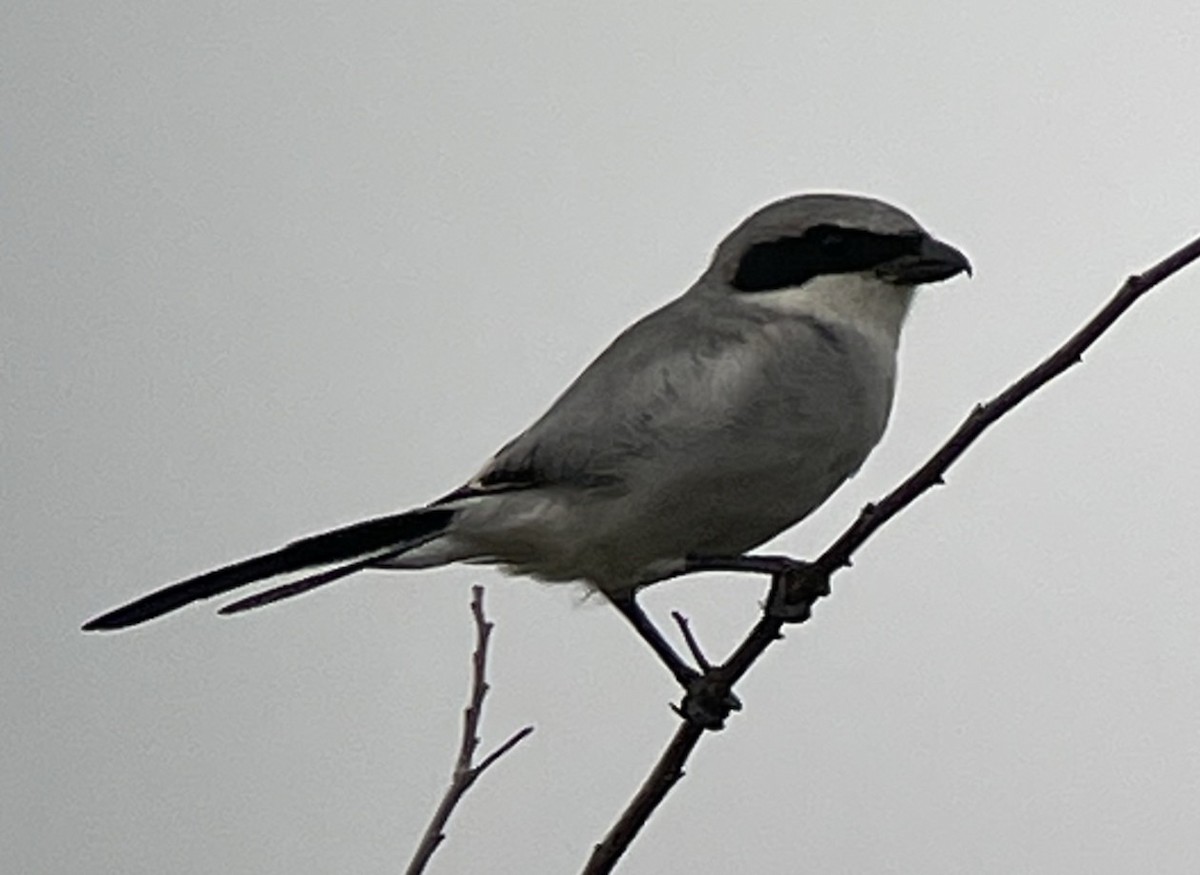 Loggerhead Shrike - ML642395584