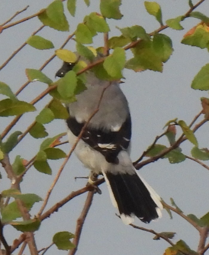 Loggerhead Shrike - ML642395588