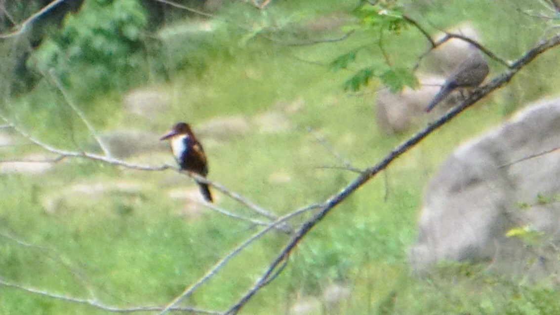 White-throated Kingfisher - ML642395591