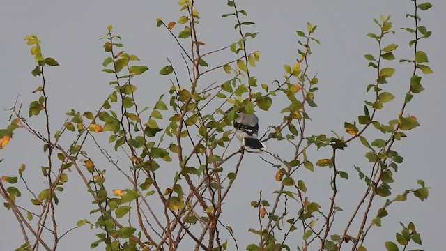 Loggerhead Shrike - ML642395597