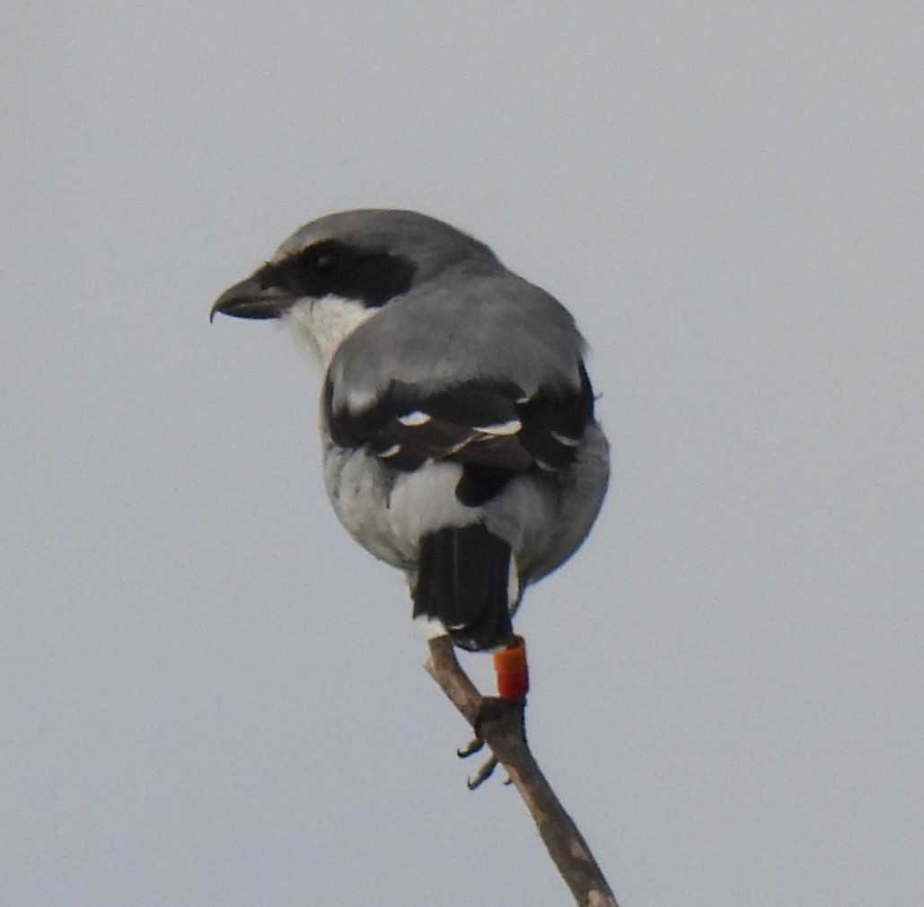 Loggerhead Shrike - ML642395608