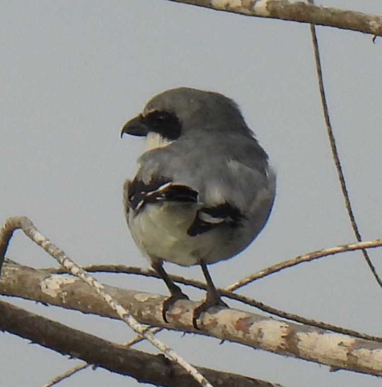Loggerhead Shrike - ML642395631