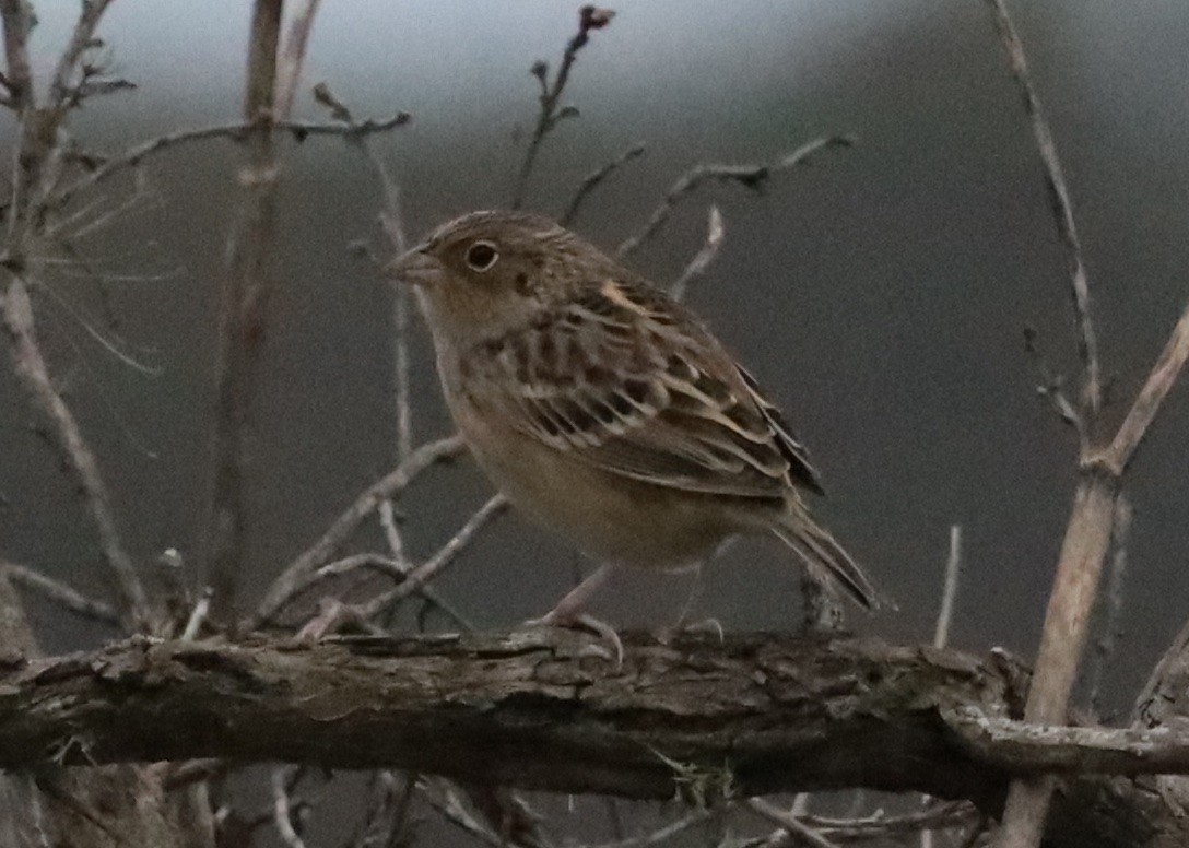 Grasshopper Sparrow - ML642395640