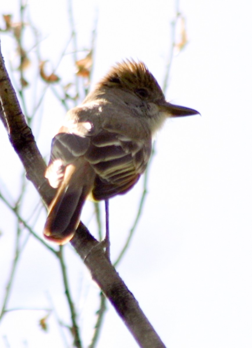 Brown-crested Flycatcher - ML642395650