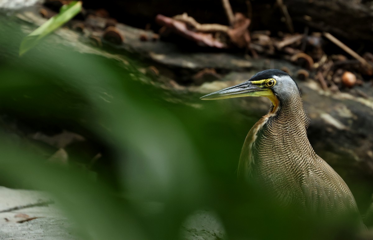 Bare-throated Tiger-Heron - ML642395652