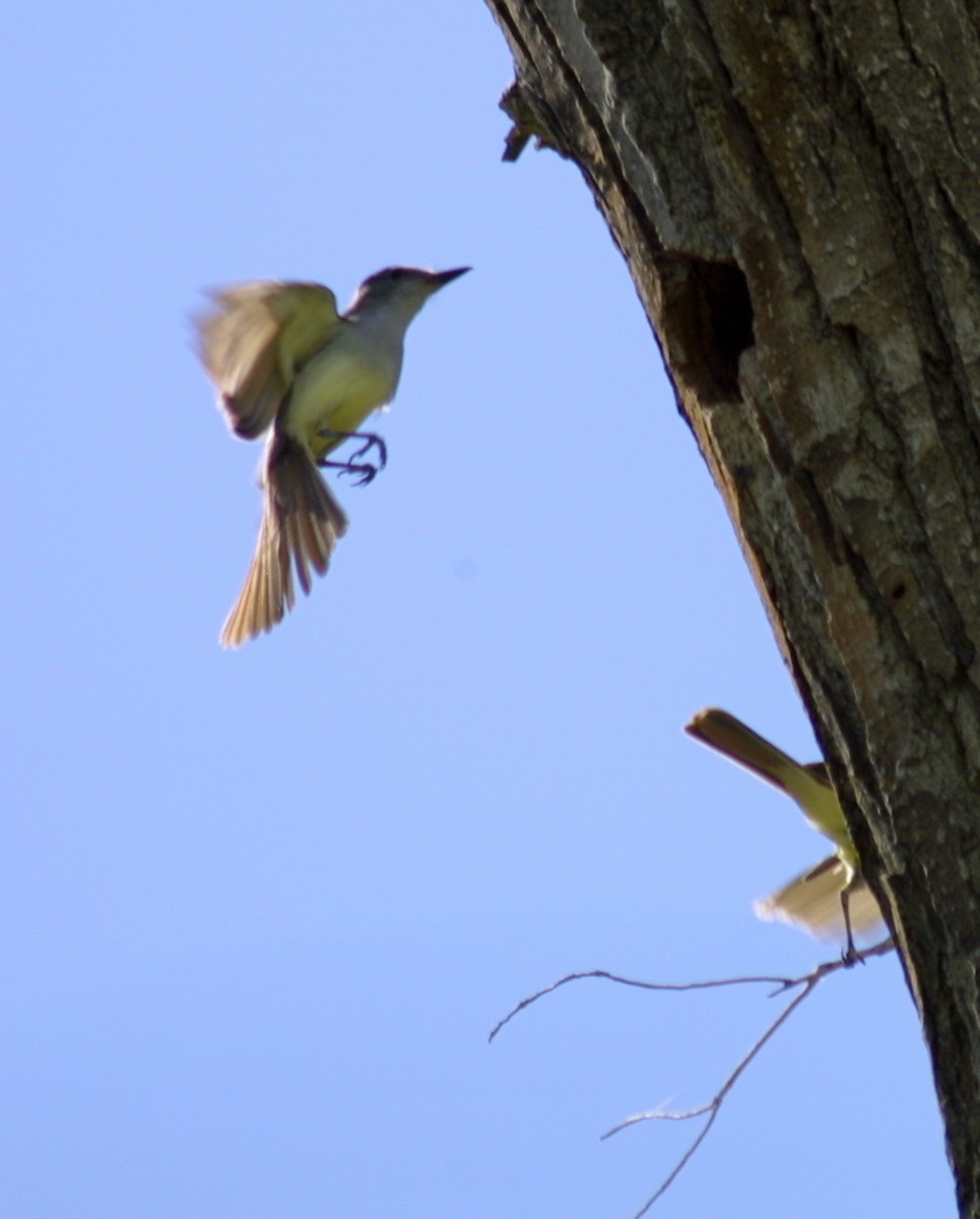 Brown-crested Flycatcher - ML642395654
