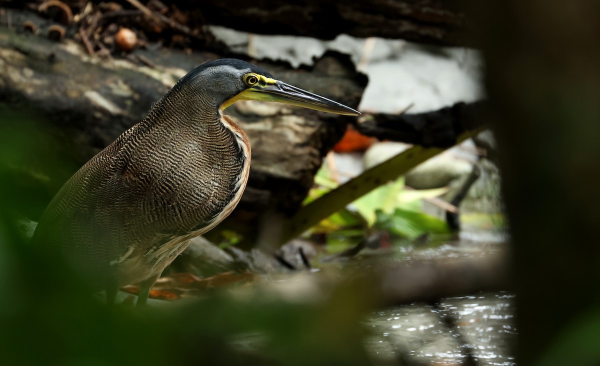 Bare-throated Tiger-Heron - ML642395665