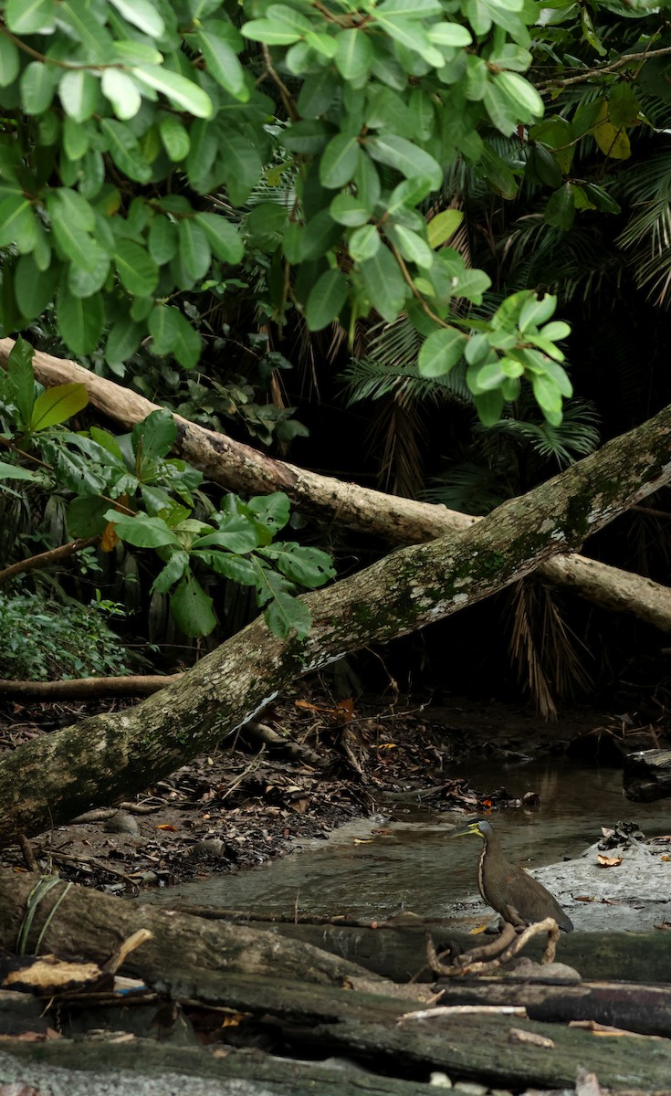 Bare-throated Tiger-Heron - ML642395666