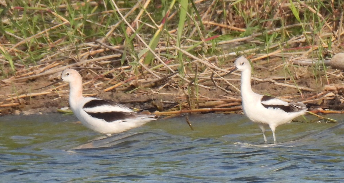 American Avocet - ML642395667