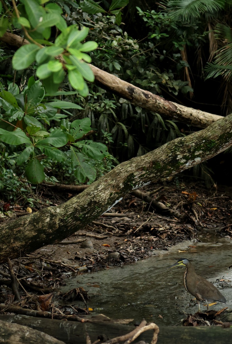 Bare-throated Tiger-Heron - ML642395668