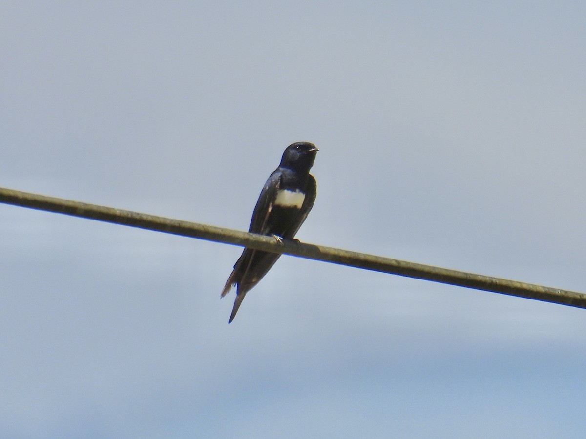 Golondrina Fajiblanca - ML642395674