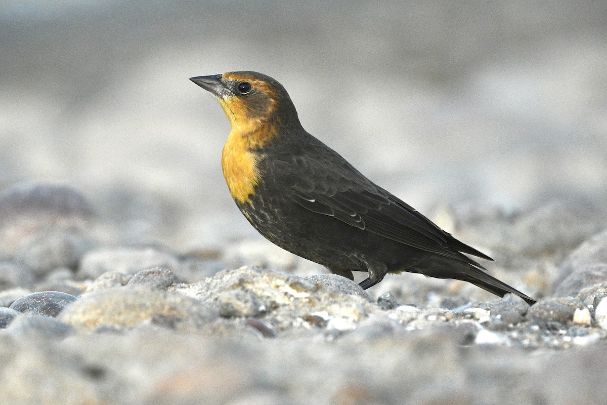 Yellow-headed Blackbird - ML642395694