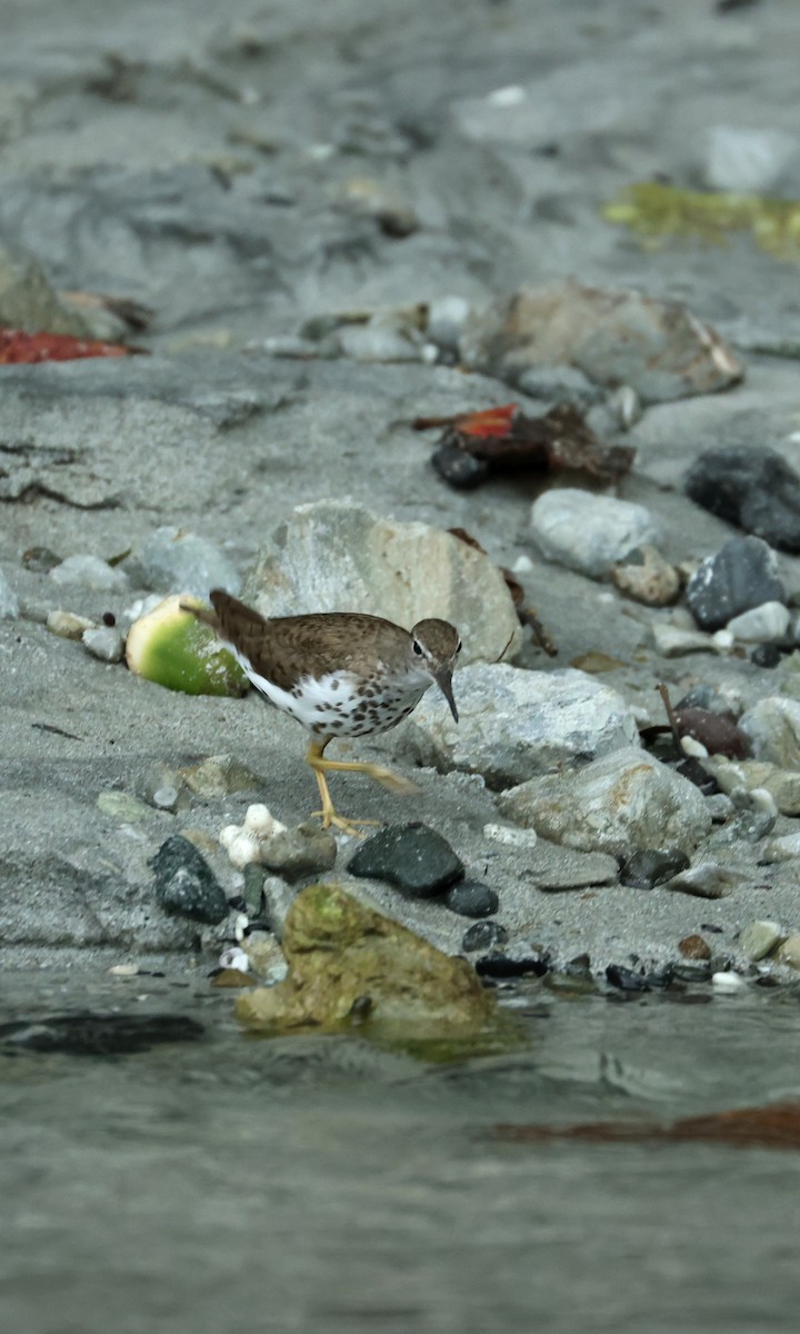 flekksnipe - ML642395697