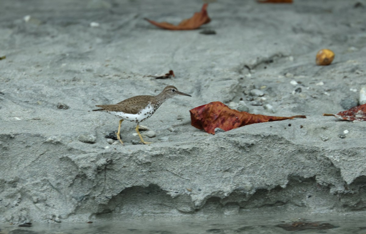 flekksnipe - ML642395699