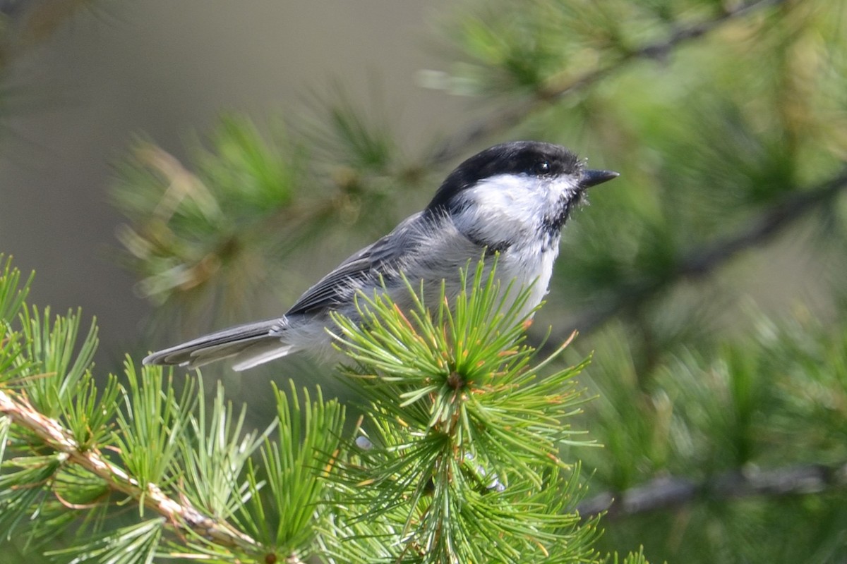 Willow Tit (Willow) - ML642395708