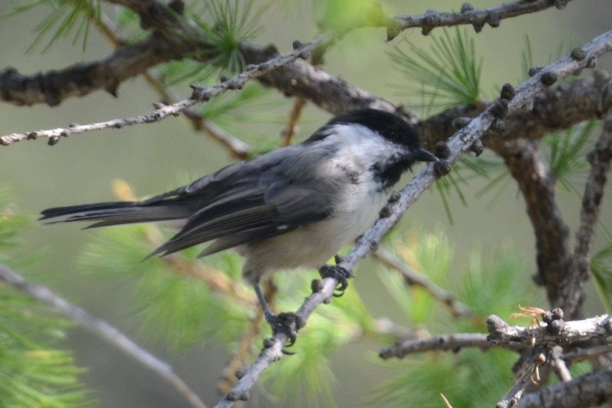 Willow Tit (Willow) - ML642395709