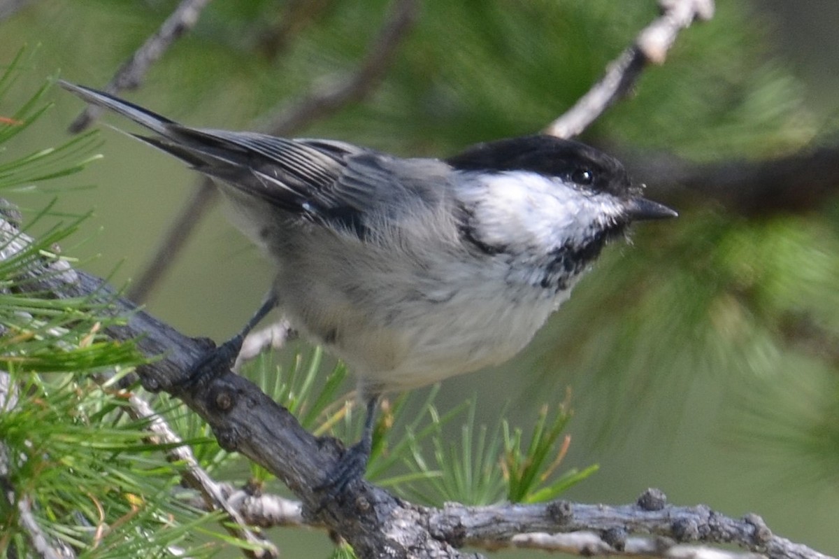 Willow Tit (Willow) - ML642395710