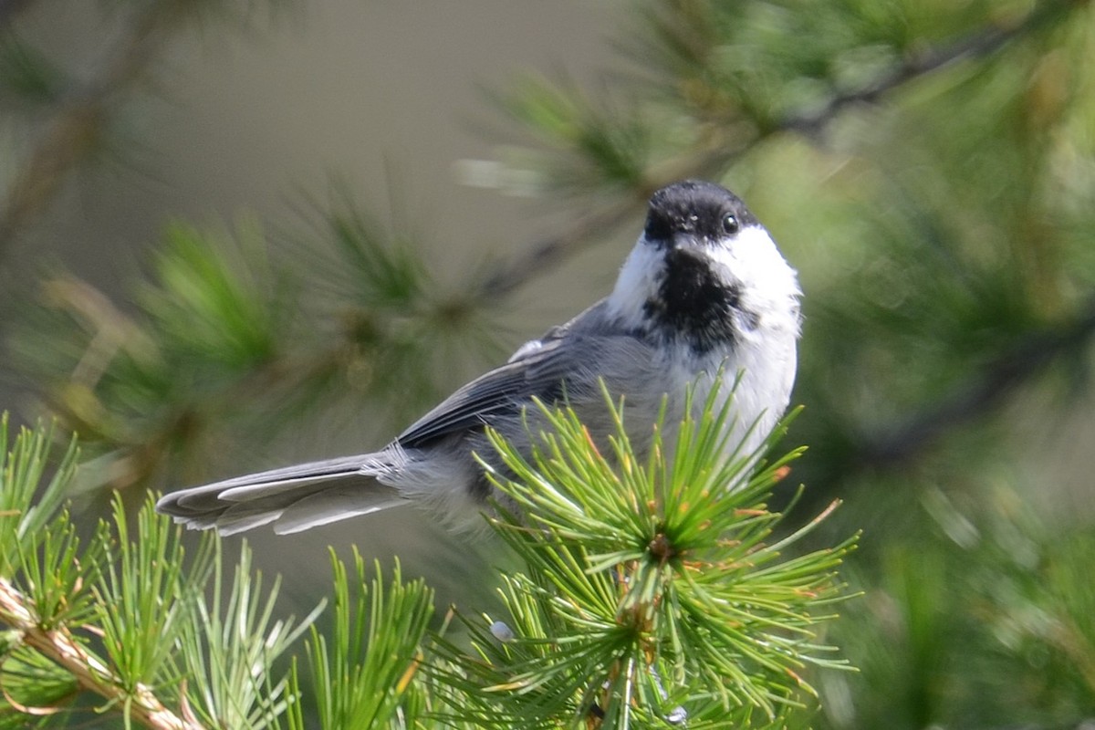 Willow Tit (Willow) - ML642395711