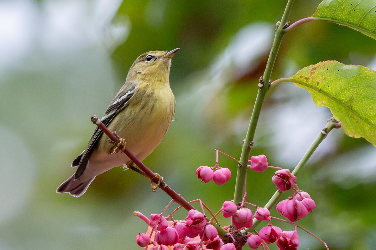 Blackpoll Warbler - ML642395713