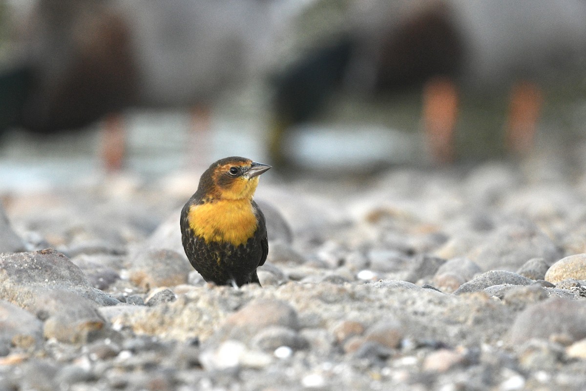 Yellow-headed Blackbird - ML642395722